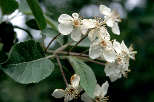 Pacific Crab Apple